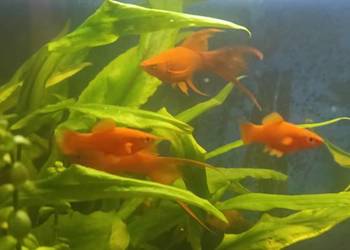 Mieczyki rybki akwariowe