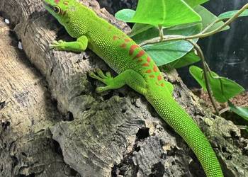 Felsumy madagaskarskie Grandis