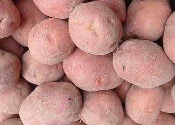 Ziemniaki Bellarosa z własnej uprawy