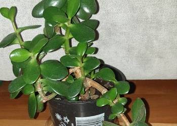 Grubosz, crassula, drzewko szczęścia, nr 2