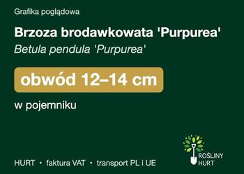 Brzoza brodawkowata 'Purpurea' obwód 12-14 cm, w pojemniku – HURT