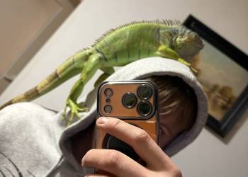 Oddam legwana zielonego i bazyliszka