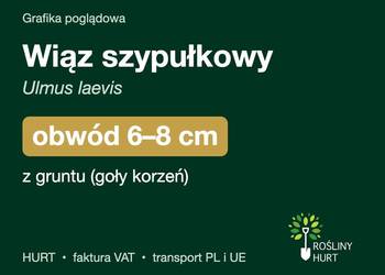 Wiąz szypułkowy (Ulmus laevis) obwód 6-8 cm, z gruntu – HURT