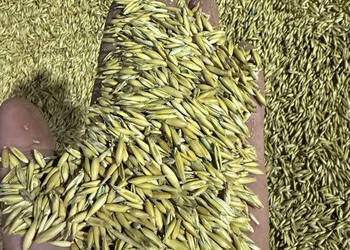 Owies jary mhr samuraj  po centrali