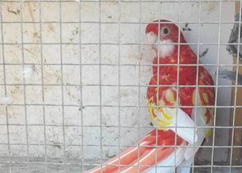 Rozella bialolica rubino samica lęgowa