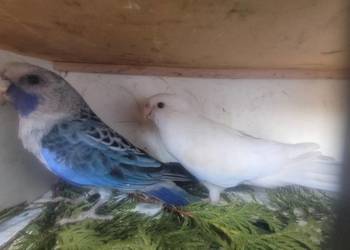 Rozella królewska biały pastel /samica 24r