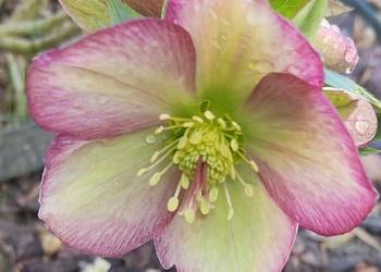 Ciemiernik Roses Dark Picotee' przepiękny ciemiernik