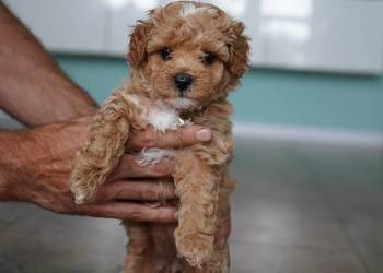 Suczka Maltipoo
