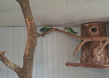 Sprzedam Aleksandretty Chińskie i Wielkie