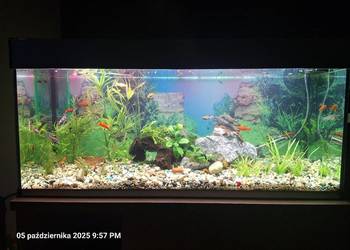 Akwarium 240 l