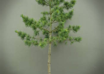 Sosna Limba  240cm  w donicy 45L