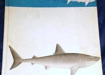 Zwierzęta i oceany - Tomasz Umiński