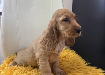 Cocker spaniel