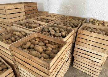 Ziemniaki 1,60zł/kg