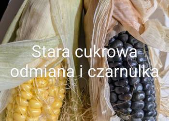 Kukurydza cukrowa stara odm  popcorn  Black Aztec