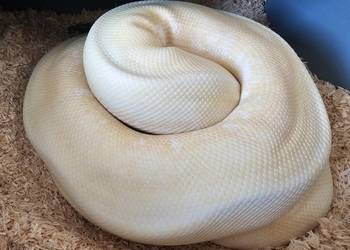 Pyton królewski samica albino enchi spider yellowbelly