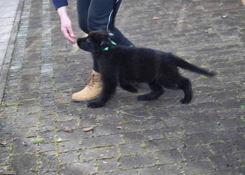 Owczarek Niemiecki Krótkowłosy