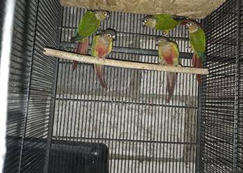 Sprzedam papugi