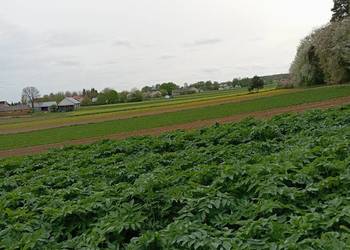 nasiona arcydzięgiel 2024 nasiona arcydzięgiel 2024