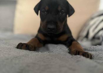 Szczeniaki Doberman Szczeniaki Doberman