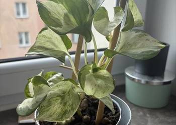 Epipremnum happy leaf roślina doniczkowe