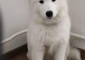 Samoyed szczeniaki