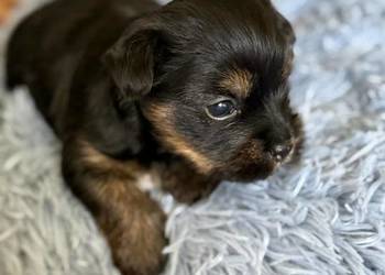 Piękna suczka Yorka