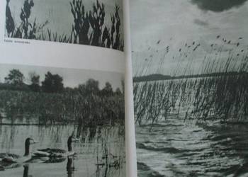 Bezkrwawe łowy - Puchalski / Świat zwierząt / przyroda / flora / fauna