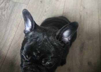 Buldog Francuski – Energetyczna Gloria z Rodowodem