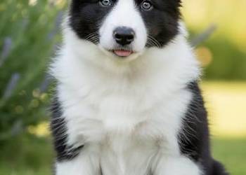 Szczeniaki border collie czarno-białe i czekoladowo-białe