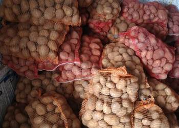 Ziemniaki Sadzeniaki