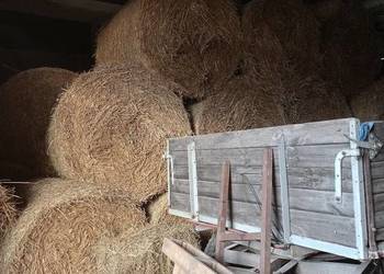 Słoma pszenżytnia 120x130