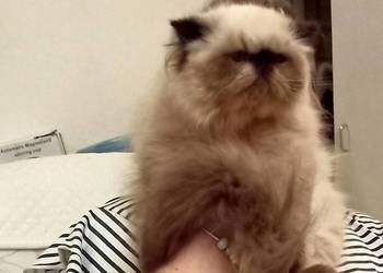 Dziewczynka himalajska, rodowód fpl