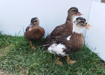 kaczki kaczory ozdobne call duck
