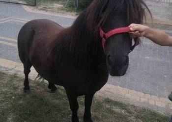 Sprzedam klacz kucyk kuc szetlandzka