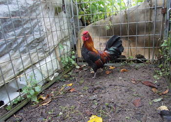 Kury miniaturki czerwone - kogut + kura