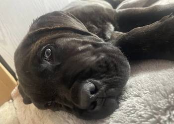 szczeniak cane corso w dobre rece