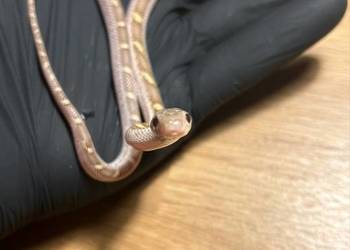 Wąż zbożowy white sided