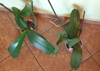 Storczyk z dwoma pędami do kwitnienia, cena za doniczkę