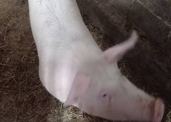 Tucznik żywiec wadze 110-120kg