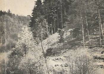 Tajemnica Dzikiego Boru