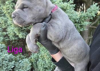 American Bandog Cane