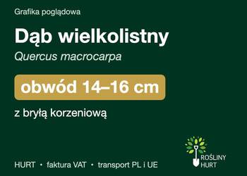 Dąb wielkolistny (Quercus macrocarpa) obwód 14-16 cm, z bryłą – HURT