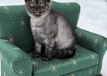 Brytyjskie koty czarno-niebieskie