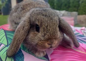 Kroliczki baranki mini lop