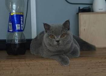 Kotka brytyjska pilnie nowy dom