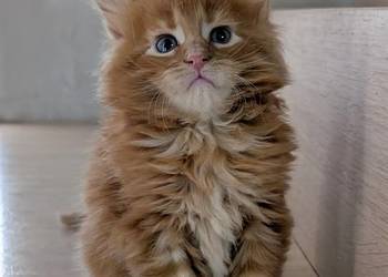 Maine Coon kocur opcja do hodowli po Championach