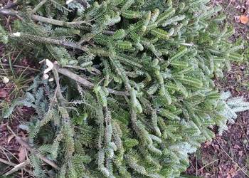 Gałazki jodłowe stroisz jodla