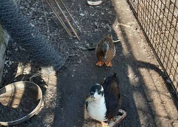 Sprzedam księżniczki walii zielone, łąkówki wspaniałe, kanarki oraz kaczki