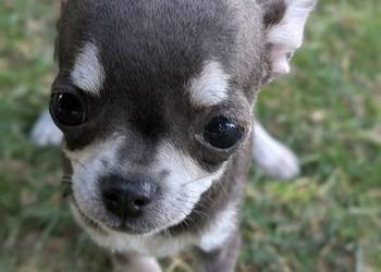 Chihuahua suczka xxs